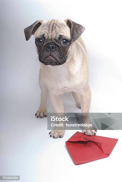 Pug Valentine Stock Photo - Download Image Now - Animal, Celebration Event, Christmas Present
