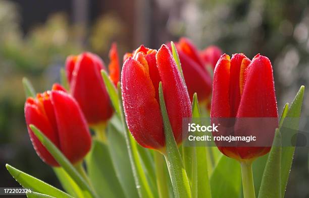 Tulipanes Rojos Foto de stock y más banco de imágenes de Arreglo - Arreglo, Arreglo floral, Belleza de la naturaleza