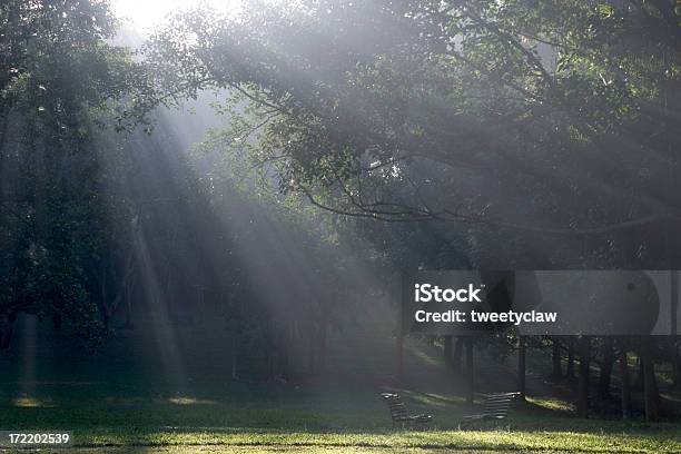 Erleuchtung Stockfoto und mehr Bilder von Abgeschiedenheit - Abgeschiedenheit, Baum, Beleuchtet