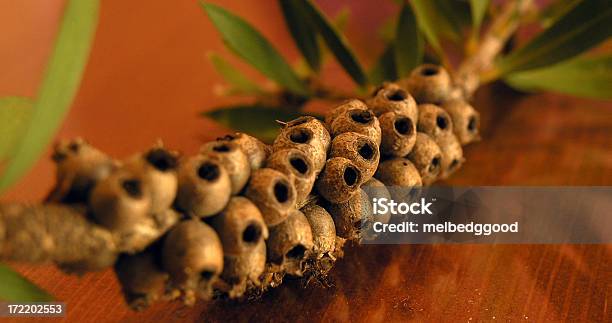 Foto de Gumnutsdetalhe e mais fotos de stock de Arbusto - Arbusto, Austrália, Comunicação