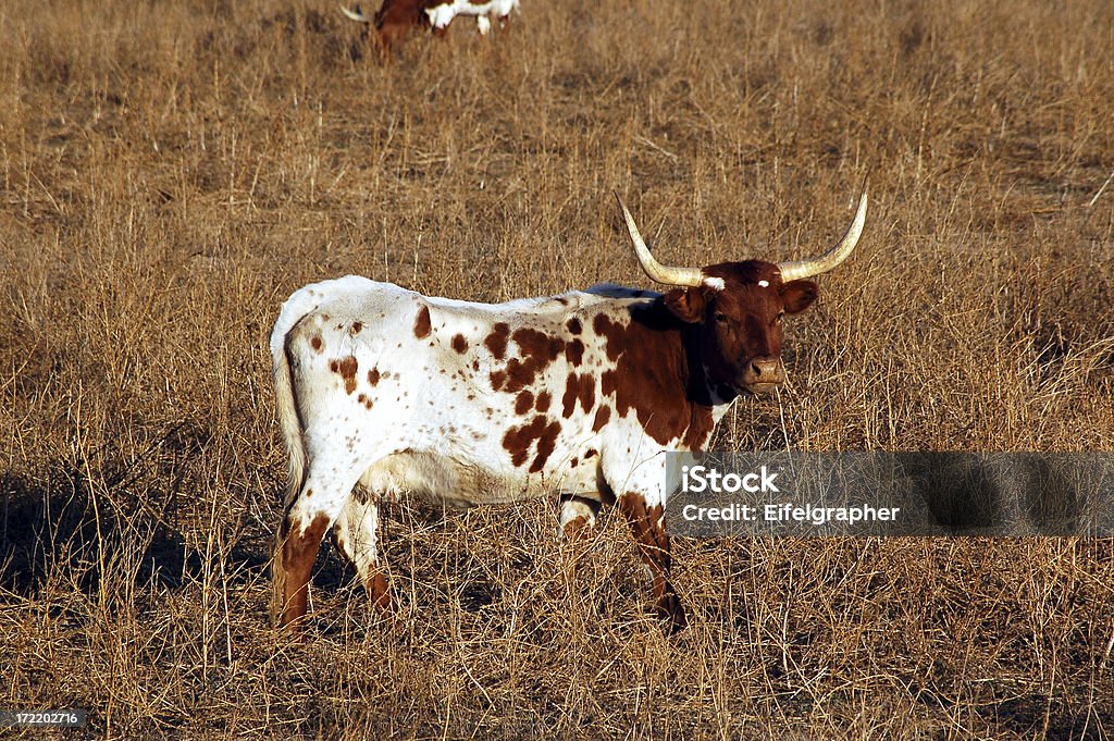 Texas Longhorn texas longhorn on a meadow near the ranch Agriculture Stock Photo