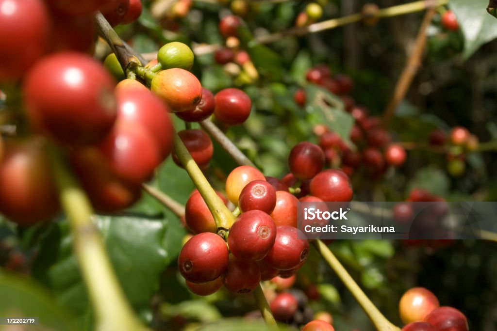 Caffè rosso frutta - Foto stock royalty-free di Bolivia