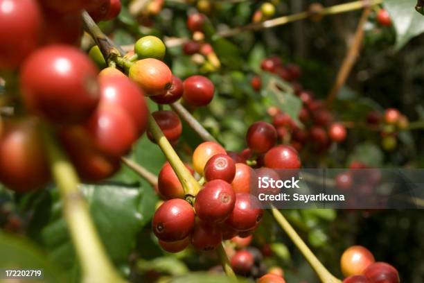 Caffè Rosso Frutta - Fotografie stock e altre immagini di Bolivia - Bolivia, Caffeina, Caffè - Raccolto