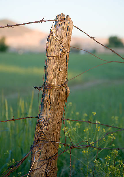 istock Old Fence Post with Barbed Wire 172202725