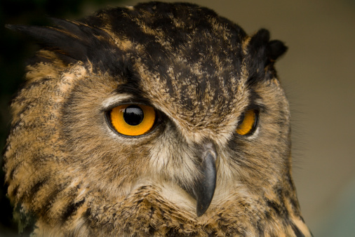 Portrait of wise owl with beautiful eyes