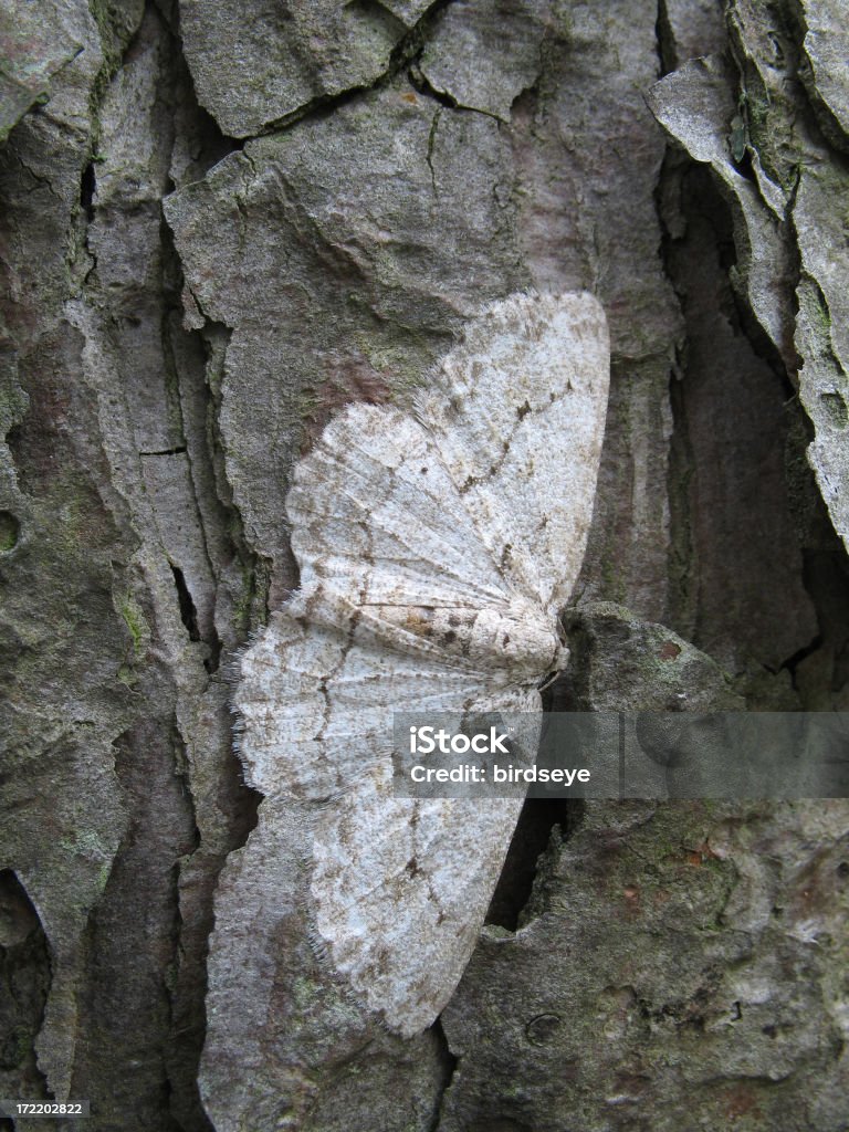 Camouflaged Moth on Tree A camouflaged moth on a tree Moth Stock Photo