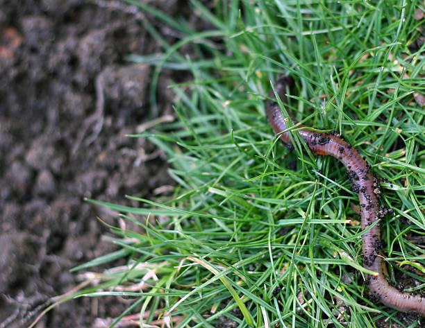 escapan de tornillo sin fin - fishing worm fotografías e imágenes de stock