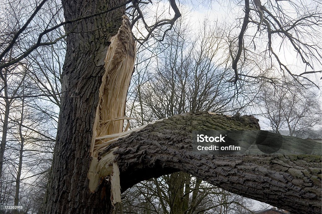 폭풍 손상 - 로열티 프리 나무 스톡 사진