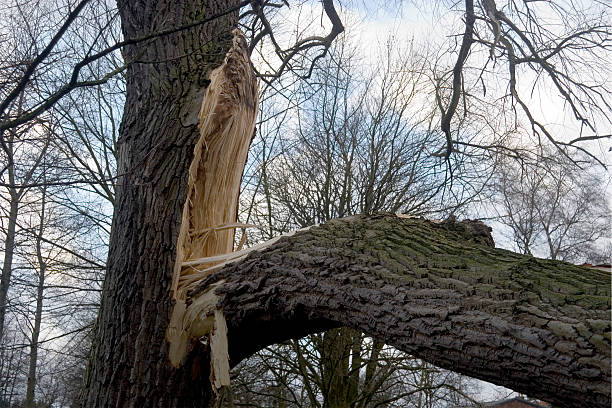 Storm damage "Damage to Black Poplar tree caused by severe winds, Cheshire, UK." gale stock pictures, royalty-free photos & images