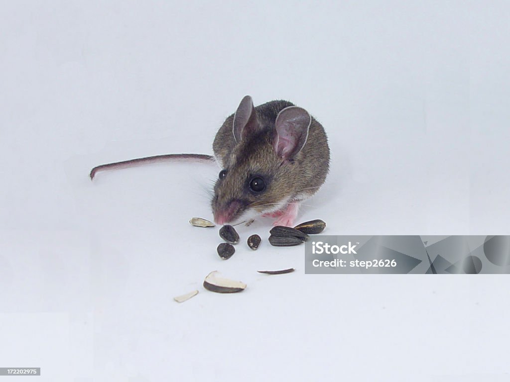 Peromyscus maniculatus - Foto stock royalty-free di Peromyscus maniculatus