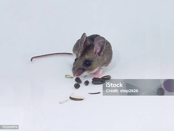 Foto de Ratoveadeiro e mais fotos de stock de Rato-veadeiro - Rato-veadeiro, Animal, Bigode de animal