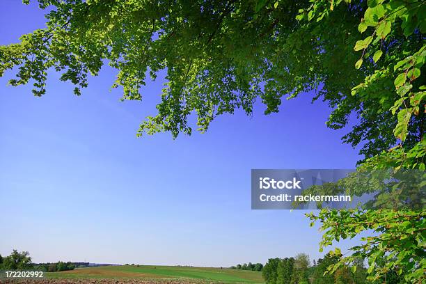 Beech Tree Frame Stock Photo - Download Image Now - Agricultural Field, Agriculture, Beauty In Nature