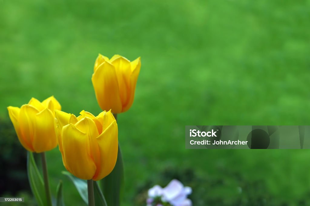 Três tulipas amarelas - Foto de stock de Amarelo royalty-free