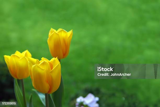 Foto de Três Tulipas Amarelas e mais fotos de stock de Amarelo - Amarelo, Beleza natural - Natureza, Botânica - Assunto