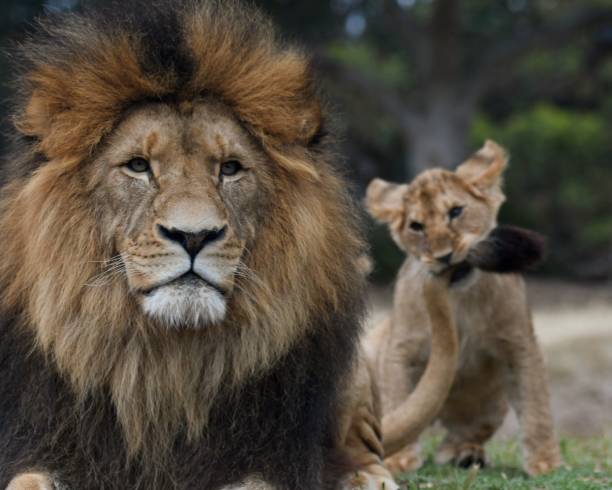 istock Male lion and cub 1722030258
