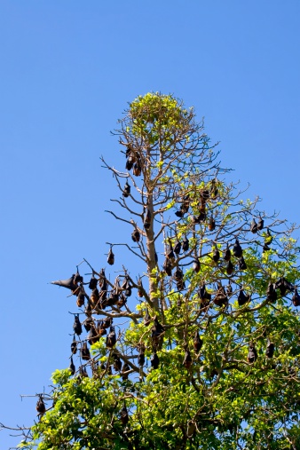 Bats sleeping on a trees
