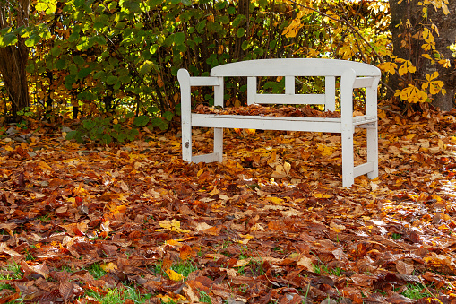 Bench in nature under rain