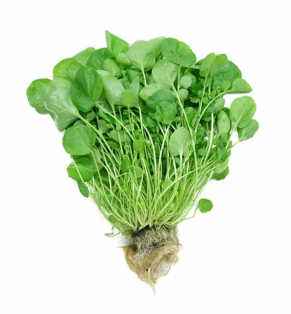 "Hydroponically grown watercress, which is sold with the rootball so that it stays fresh longer. It's the best watercress I've ever gotten. Isolated on white. Focus is sharpest on the leaves."
