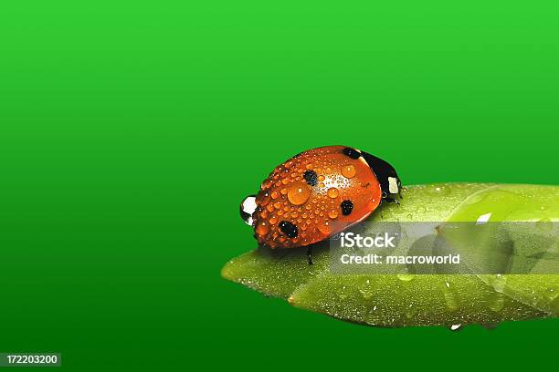 Ladybug Stock Photo - Download Image Now - Blade of Grass, Celebration Event, Close To