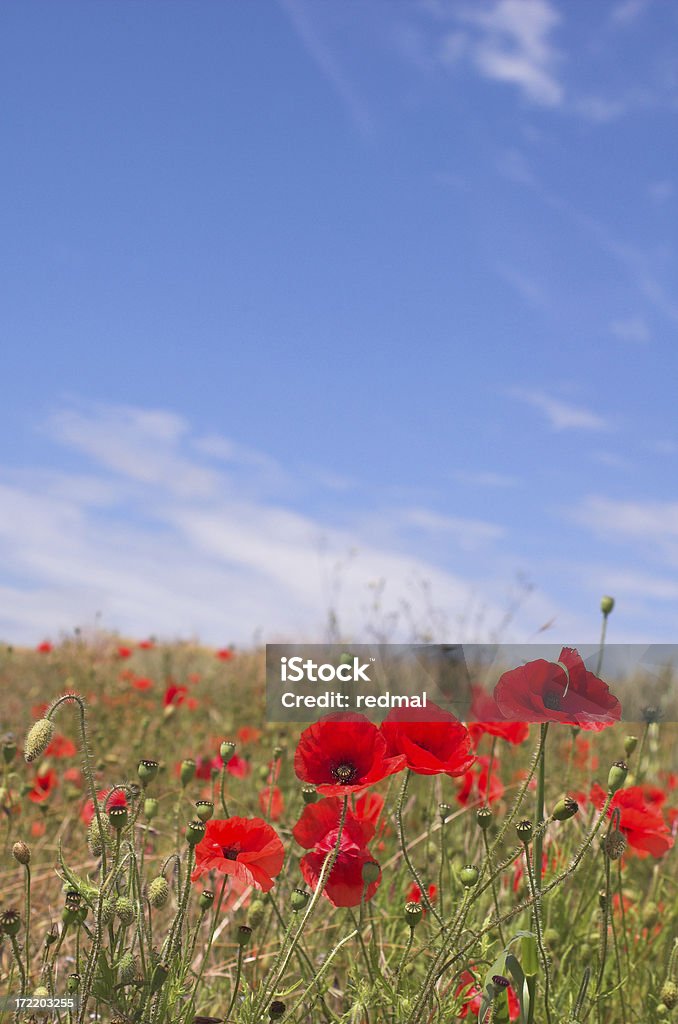 Mohnfeld - Lizenzfrei Feld Stock-Foto