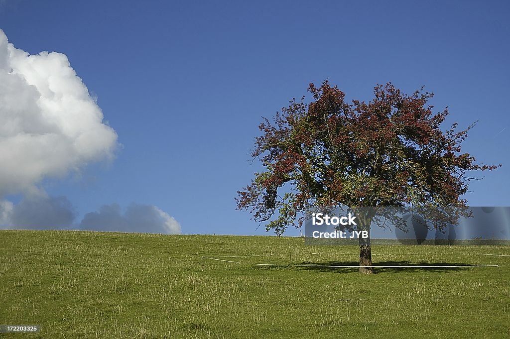 Los colores del otoño - Foto de stock de Aire libre libre de derechos