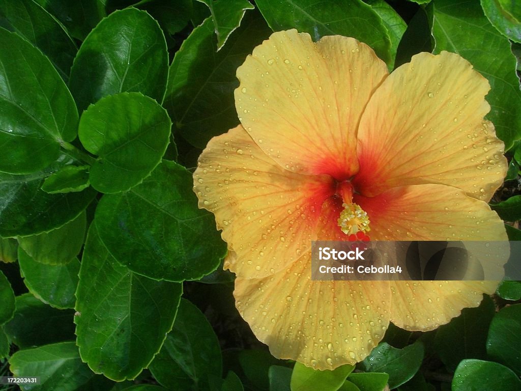 Hibisco - Foto de stock de Amarillo - Color libre de derechos