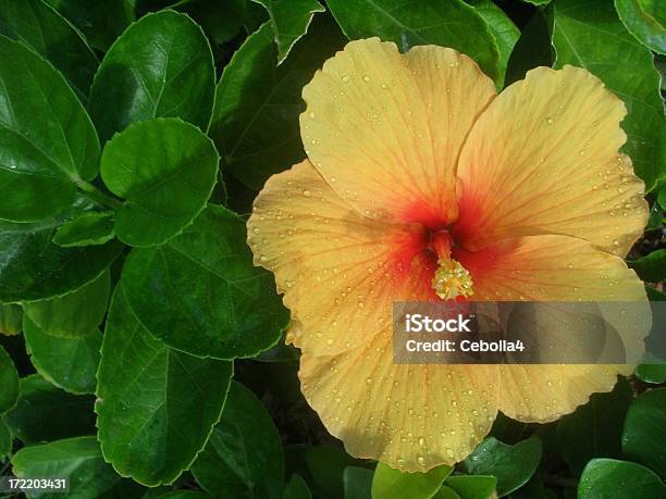 Hibisco Foto de stock y más banco de imágenes de Amarillo - Color - Amarillo - Color, América Central, Bahamas