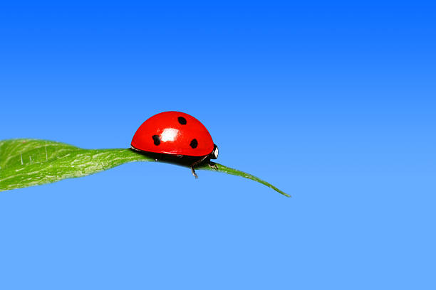 file_thumbview_approve.php?size=2&id=8682929 
