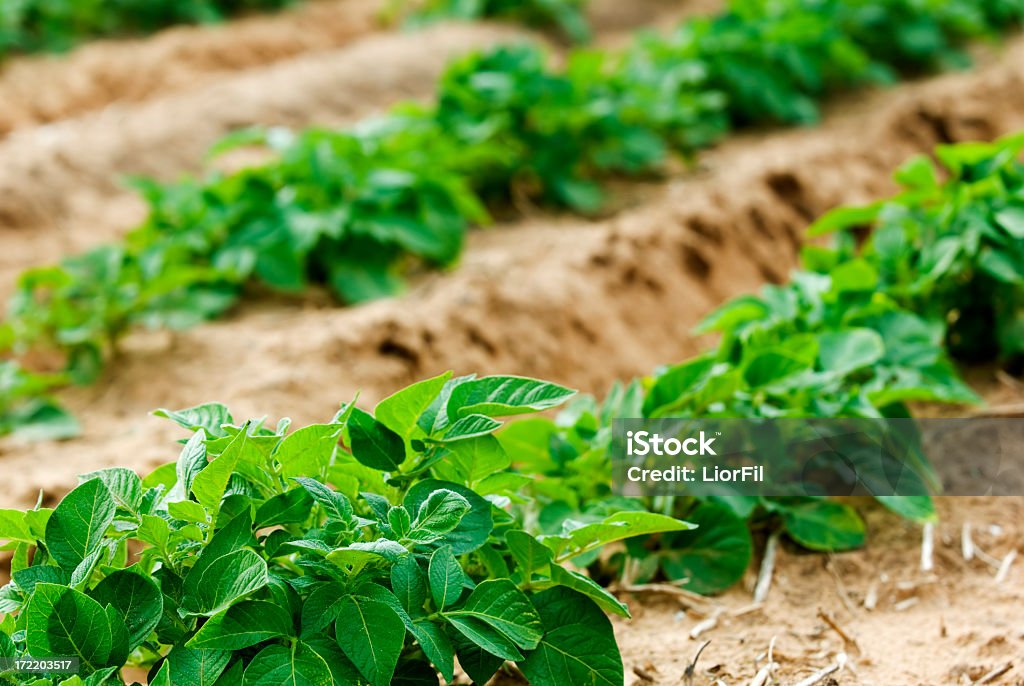Campo de papas - Foto de stock de Agricultura libre de derechos