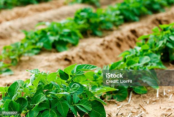 Campo De Papas Foto de stock y más banco de imágenes de Agricultura - Agricultura, Aire libre, Alimento