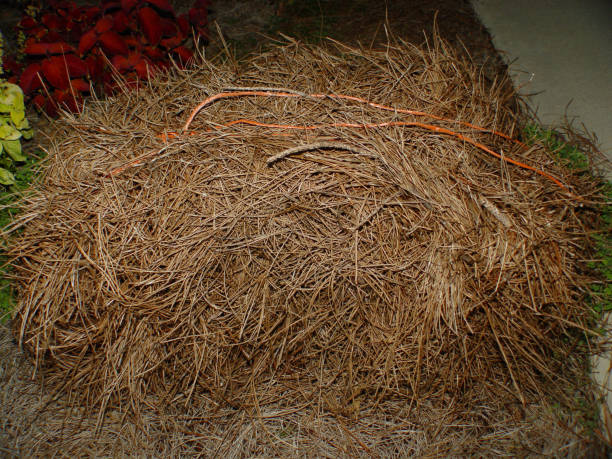 istock Bale of Straw 172203551