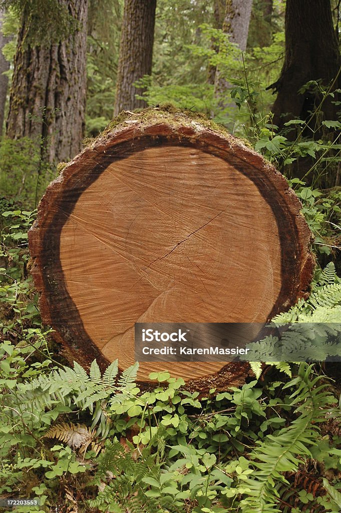 Sesión en el bosque - Foto de stock de Abeto Picea libre de derechos