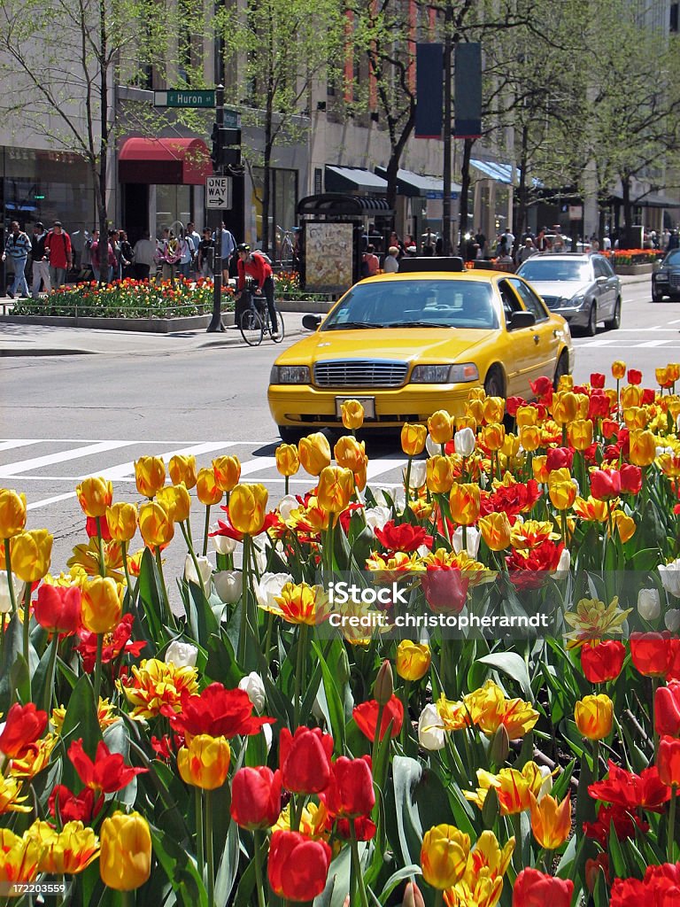 Chicago Michigan Avenue y los tulipanes - Foto de stock de Avenida Michigan - Chicago libre de derechos