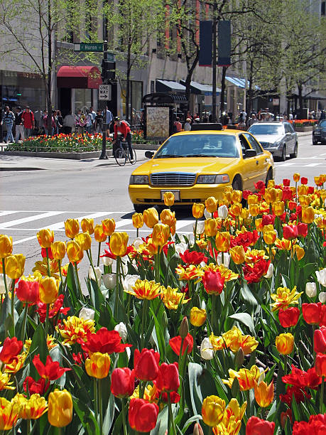 istock Chicago Michigan Avenue and Tulips 172203559