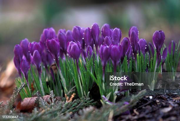 Foto de Primavera Crocuses e mais fotos de stock de Primavera - Estação do ano - Primavera - Estação do ano, Croco, Chuva