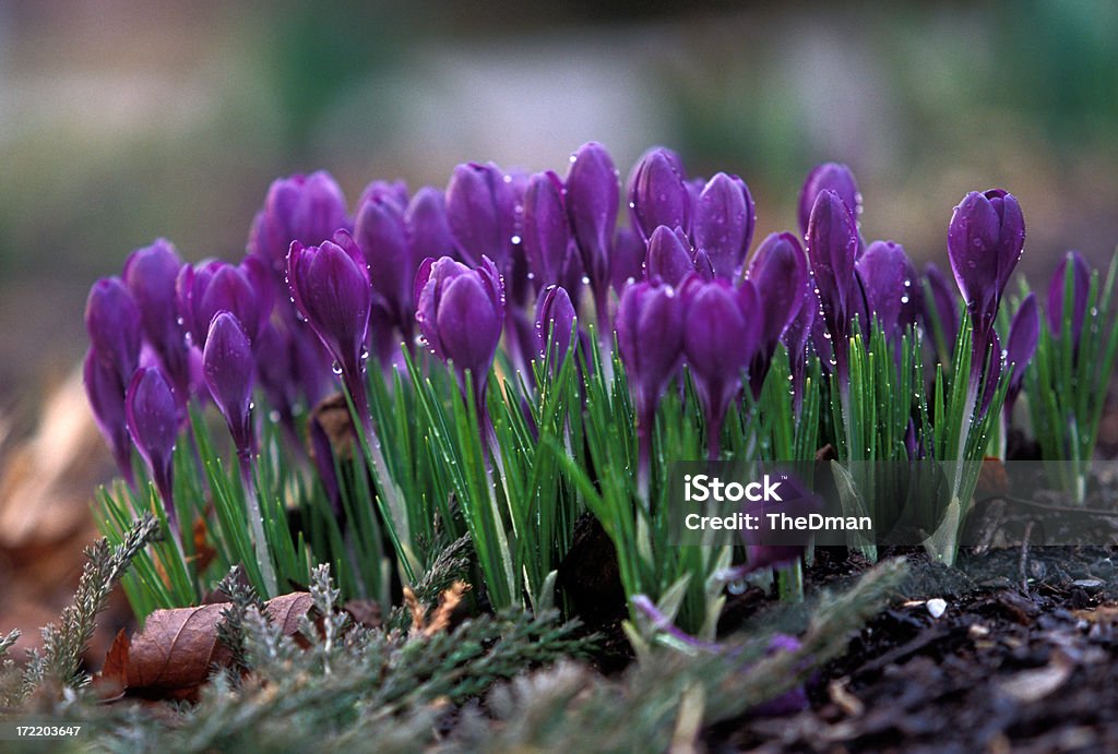 Весна с крокусами - Стоковые фото Весна роялти-фри