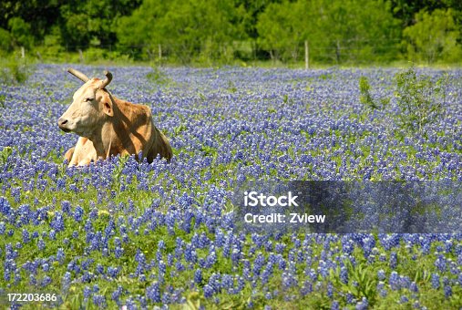 istock Single Cow Resting In A Field Of Texas Bluebonnet Wildflowers 172203686