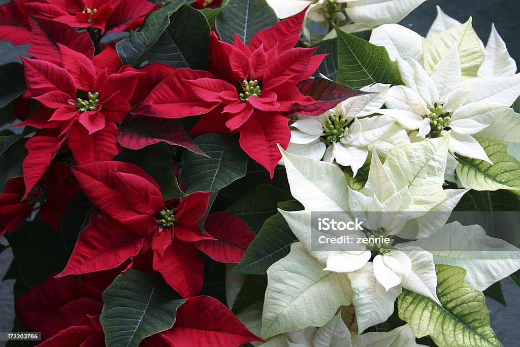 Natale Poinsettias - Foto stock royalty-free di Stella di Natale