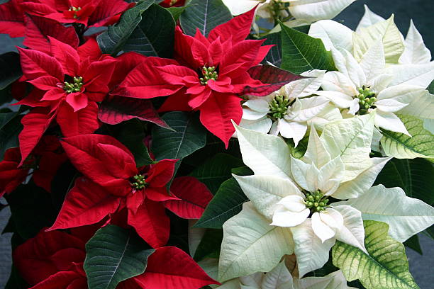 Christmas Poinsettias A balance of red and white poinsettias. poinsettia stock pictures, royalty-free photos & images