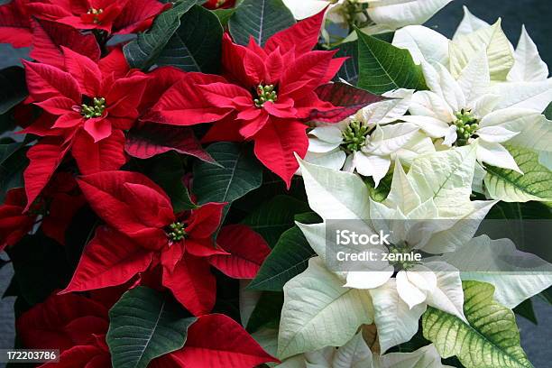 De Natal De Poinsettias - Fotografias de stock e mais imagens de Bico-de-papagaio - Bico-de-papagaio, Branco, Vermelho