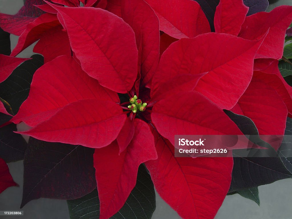 Poinsettia fleur - Photo de Asclépiade libre de droits