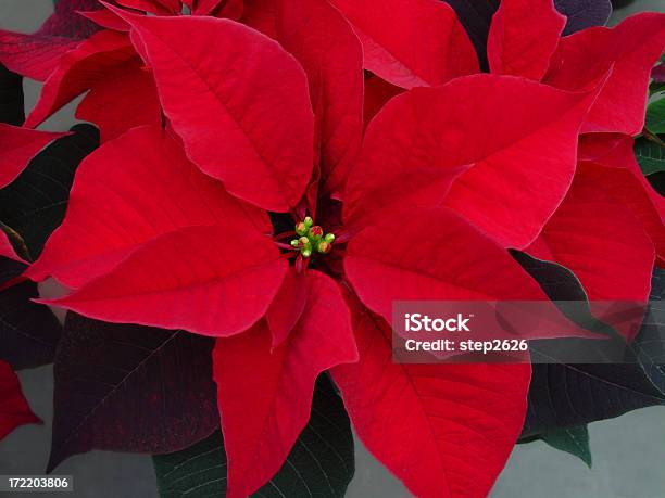 Photo libre de droit de Poinsettia Fleur banque d'images et plus d'images libres de droit de Asclépiade - Asclépiade, Capitule, Décoration de Noël