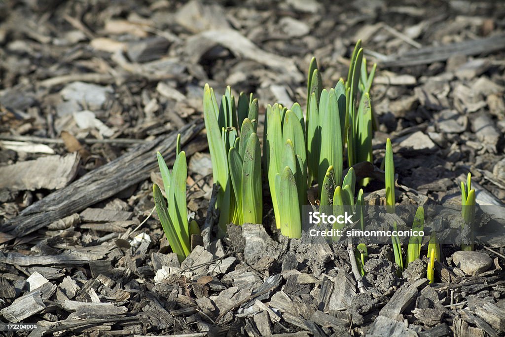 Spring Shoots Flowers coming up for spring. Beginnings Stock Photo
