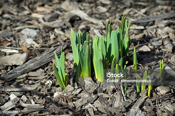 Spring Shoots Stock Photo - Download Image Now - Beginnings, Bud, Close-up