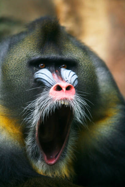 Mandrill stock photo