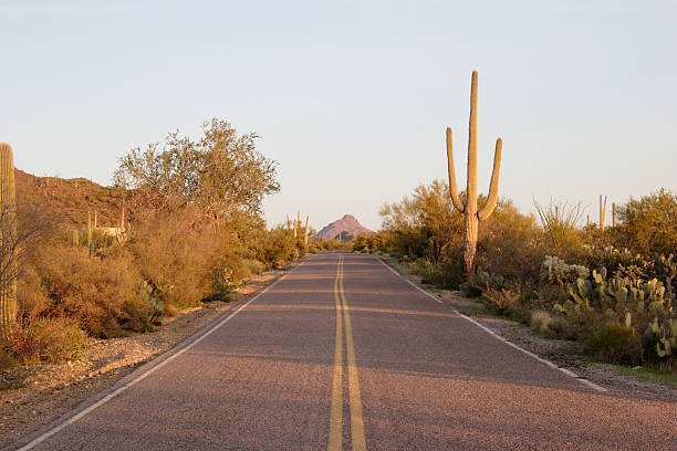 istock Desert Road and Cactus 172204125