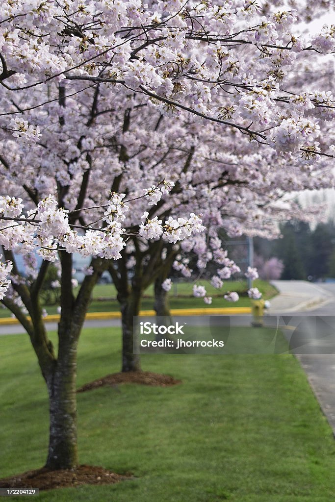 Street von Blüten - Lizenzfrei Arboretum Stock-Foto