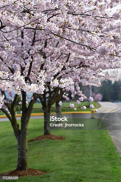 Strada Di Fiori - Fotografie stock e altre immagini di Aiuola - Aiuola, Albero, Ambientazione esterna