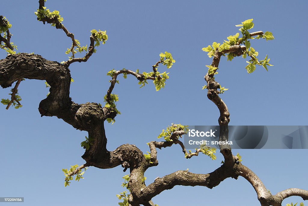 Filiale, mulberry tree - Foto stock royalty-free di Albero