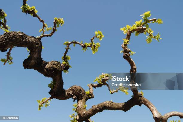 Filiale Mulberry Tree - Fotografie stock e altre immagini di Albero - Albero, Albero deciduo, Astratto